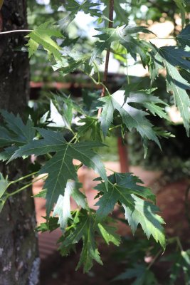 Acer saccharinum 'Wieri' - javor stříbrný - listy léto